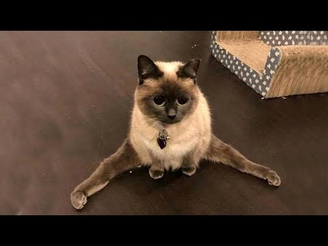 😹СМЕШНЫЕ ЖИВОТНЫЕ 2022🐶Приколы с котами и собаками🦊Funny Animals.