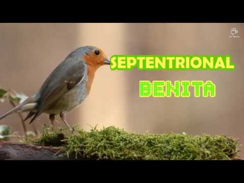 SEPTENTRIONAL. BENITA (LIVE)) PERFORMANCE. Map Marye Avè w