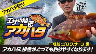 アカハタ根魚を釣りやすくするエサ秘密