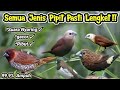 Suara Pikat Burung Pipit Emprit Paling Ampuh Hanya Hitungan Menit Langsung Lengket
