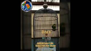 Download lagu SRINDIT SERINDIT MEWAH SUPER ISTIMEWA JOGED ISIAN  KOMPLIT mp3