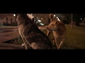 SPACE DOGS By Elsa Kremser Levin Peter Trailer GeoMovies
