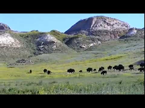 Bison at Theodore Roosevelt National Park Timelapse