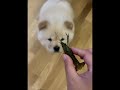 Funniest Cutest Chow Chow Puppies Short Funny Chow Chow Puppy Videos 12