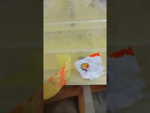 [DZIJO KARKONOSZ] INKUBATOR DINO udoskonalenia