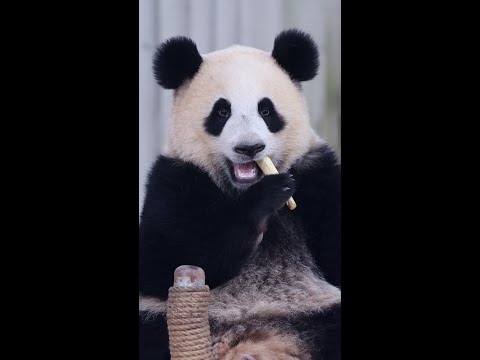 Giant pandas leave China for 10-year stay at Zoo Atlanta