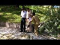 White Tiger Kills Man In New Delhi Zoo