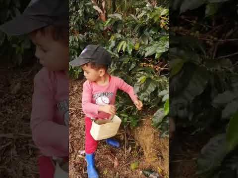 #niño cojiendo cafe #eje cafetero #genova quindio #genova #finca #quindio #cafe #campo #paisaje