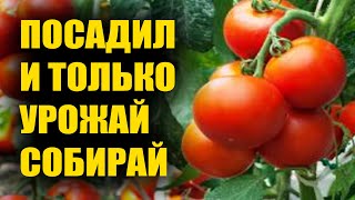 Томат Алешка: описание сорта помидоров, характеристики, посадка и выращивание, болезни и вредители, отзывы