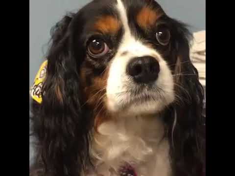 Cardiology Clinical Trial: Asymptomatic Cavalier King Charles Spaniels with mitral valve disease