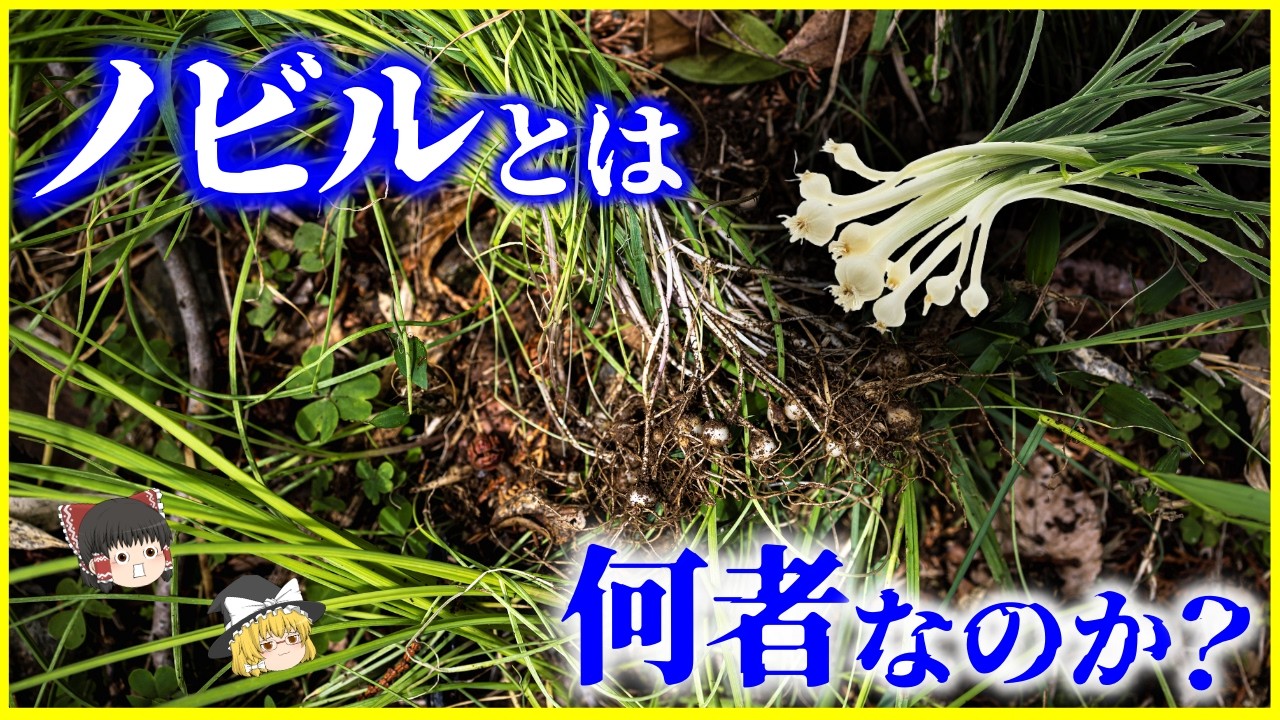 【ゆっくり解説】ネギでもニンニクでもない謎の雑草…!?「ノビル」とは何者なのか？を解説/なぜ日本中に生えるのか…ノビルの異常すぎる繁殖戦略