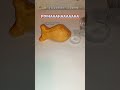 Steve The Fish