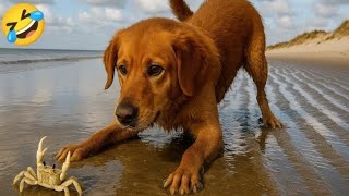 Try Not to Laugh at These Funniest Cats & Dogs Compilation 2025 🐱😂🐶