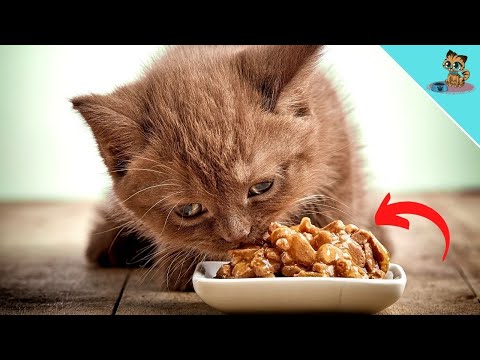 THAT'S WHY Cats Want You To Watch Them EAT!