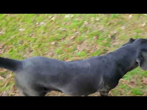 Pepper #18, an adoptable Black Labrador Retriever & Bloodhound Mix in Killingworth, CT_image-1