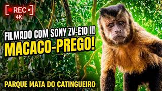 Macacos do Parque Mata do Catingueiro (Patos de Minas em 4K) | Sony ZV-E10 II