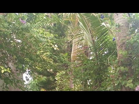 Midnight butterfly  is live!