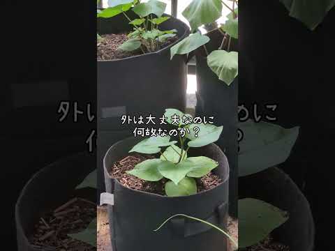 jardinières-hautes-béton-blanc-patio-alternative-jardinière-bois