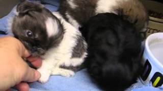 preview picture of video 'LKLs October Gold Pekingese,AKC Satin Pups 6wk Play Mar 24 ,2015'