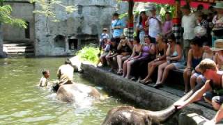 preview picture of video 'Bali, Safari Park - ELEPHANT BATH'