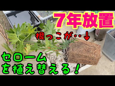これがボウヘンプを正しく植え替える方法です 植物