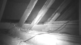 Album cover: Rodent Control