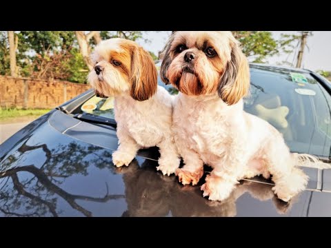 How my puppies enjoyed the long drive | Sudden long drive plan with my puppies Video