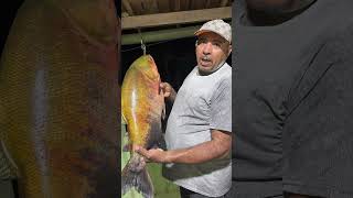 Peixe pros vídeos