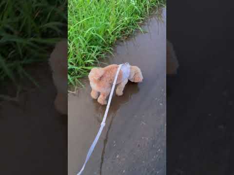 経営学科 小雨降る中元気に散歩するトイプードル11ヶ月 #toypoodle #puppy #poodle　#トイプードル
