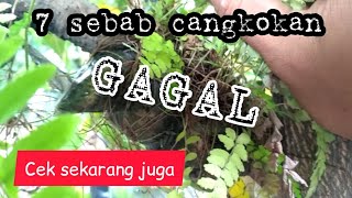 Download lagu Penyebab cangkokan tidak berhasil ataupun gagal ... mp3