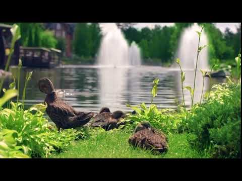 OPwekking 456 Niet de macht van wapenen