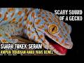 Suara Tokek Yg Keras Seram Besar Asli Dan Seram Untuk Pengantar Tidur Dan Penenang Anak Yang Rewel