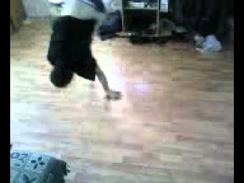 MIHAI BRECARU FRATOSTITA 3