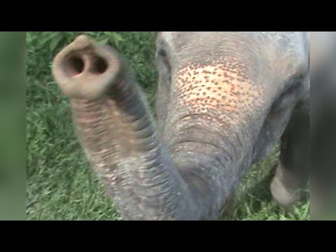 Rhinos at Chitwan, cable bridges near Pokhara, and monkeys in Kathmandu, Nepal