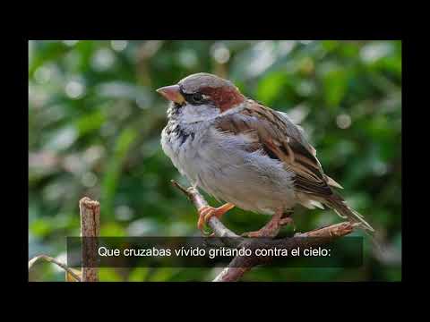 Sábado por la tarde - Claudio Baglioni