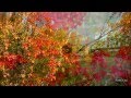 Beautiful Seasons Series: AUTUMN LEAVES Sung ...