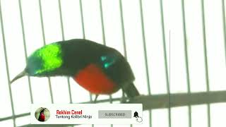 Download lagu MASTERAN SINGKAT KOLIBRI NINJA GACOR NGOBRA FULL ISIAN SUARA TAJAM....!!! mp3 Download lagu MASTERAN SINGKAT KOLIBRI NINJA GACOR NGOBRA FULL ISIAN SUARA TAJAM....!!! mp3