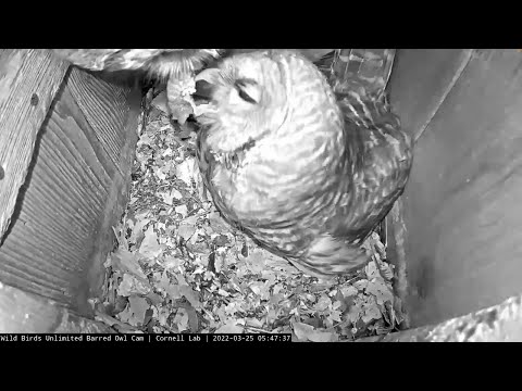 Female Barred Owl Swallows Gravid Crayfish Whole For Early Breakfast – March 25, 2022