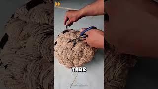 Download lagu Have You Seen the Inside of a Wasp Hive mp3