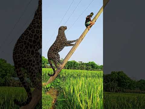 Leopard attack #129# #vfx #cheetah #virals #shorts