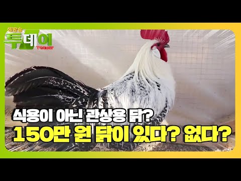 , title : '150만 원짜리 닭이 있다? 없다?ㅣ생방송 투데이(Live Today)ㅣSBS Story'
