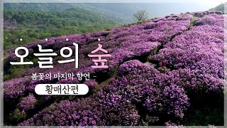 [#오늘의숲] 봄꽃의 마지막 향연! 철쭉이 펼쳐진 황매산