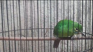 Download lagu Cucak ijo betina bebeciu ori purwo Banyuwangi mp3