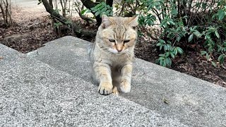 ベンチに来ておしゃべり弾むかわいい猫モナカ