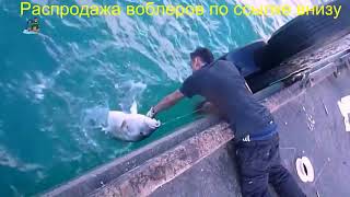 Воблер megabass vision oneten silent riser