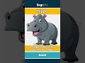 hippo - a big animal that lives in ... video thumbnail