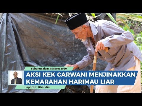 Aksi Kakek 83 Tahun Taklukan Harimau Liar. Carwani Dikenal Sebagai Pawang Raja Hutan Dari Aceh