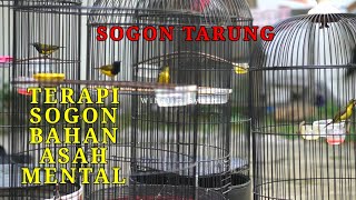 Download lagu ASAH MENTAL DENGAN SUARA SOGON TARUNG 🛑 PANCINGAN SOGOK ONTONG AGAR CEPAT BUNYI GACOR NGOBRA !! mp3