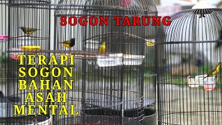 Download lagu ASAH MENTAL DENGAN SUARA SOGON TARUNG PANCINGAN SO... mp3