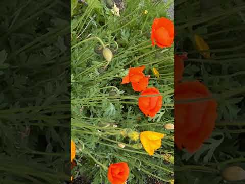 A Little Look at My Garden 🌸